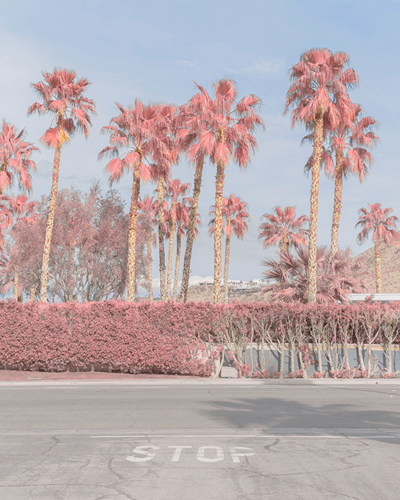 0e947230_Pink%2BPalm%2BSprings%2BIII%252C%2B2018.jpg