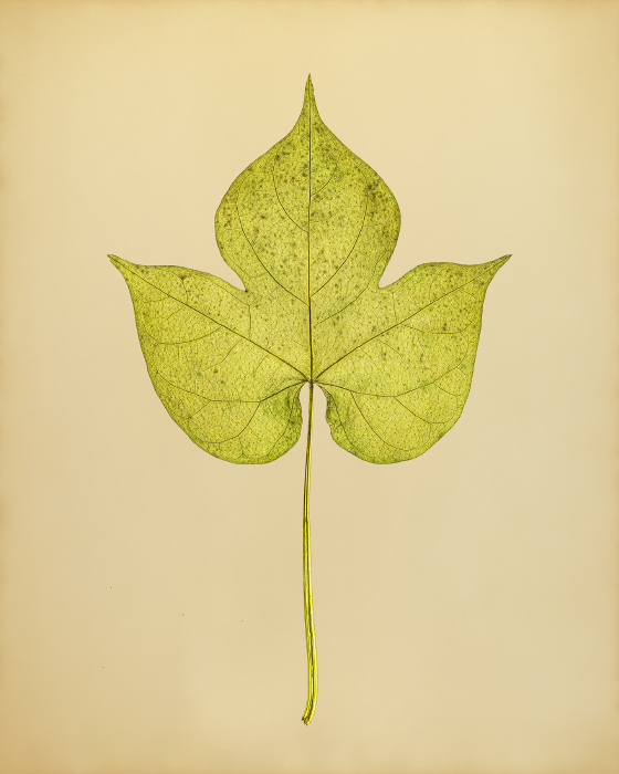 3417b6ed_%25EB%2582%2598%25ED%258C%2594%25EA%25BD%2583%2528Lobedleaf%2Bpharbitis%2529%252C%2B2024%252C%2BDigital%2Binkjet%2Bprint%252C%2B34.9x27.9cm.jpg