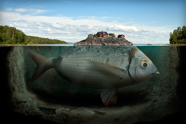 5243ecff_fisk.jpg