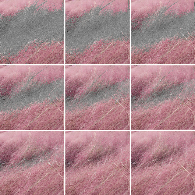 6098f25d_11.%25EA%25B9%2580%25EC%25A7%2584%25ED%2598%2584%252C%2BMuhlenbergia%2Bcapillaris%252C%2B%25EB%2594%2594%25EC%25A7%2580%25ED%2584%25B8%2B%25EC%259E%2589%25ED%2581%25AC%25EC%25A0%25AF%2B%25ED%2594%2584%25EB%25A6%25B0%25ED%258A%25B8%252C%2B%25EA%25B0%258150X50cm%252C%2B2018.jpg